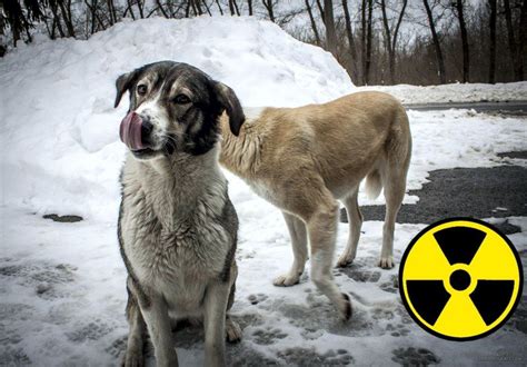 Dogs In Chernobyl Exclusion Zone Radioactive And Funny With Images