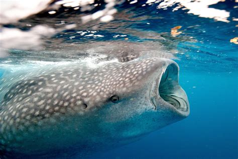 Unveiling The Wonders Of The Worlds Largest Fish Exploring The Uses Of Whale Sharks