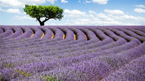Wallpaper Lavender Field 4k Hd Wallpaper Provence France Meadows