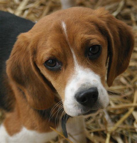 Cute Dogs Beagle Dog