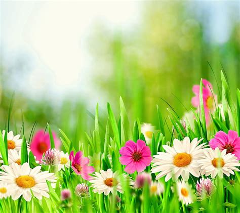 Spring Meadow Bloom Flowers Spring Sunshine Hd Wallpaper Peakpx