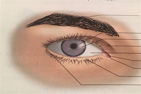 External Anatomy Of The Eye Anatomical Charts And Posters