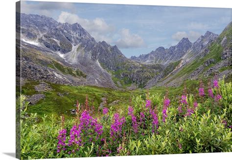 Usa Alaska Talkeetna Mountains Mountain Landscape With Fireweed