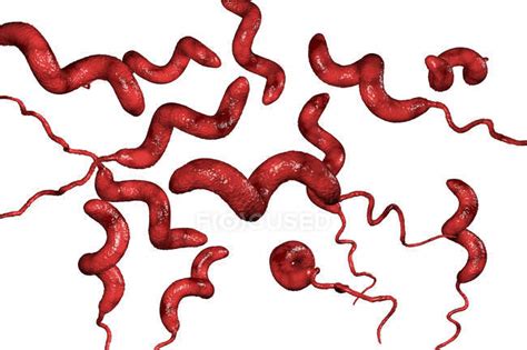 Campylobacter Jejuni Bakterien Mit Flagellen Digitales Kunstwerk