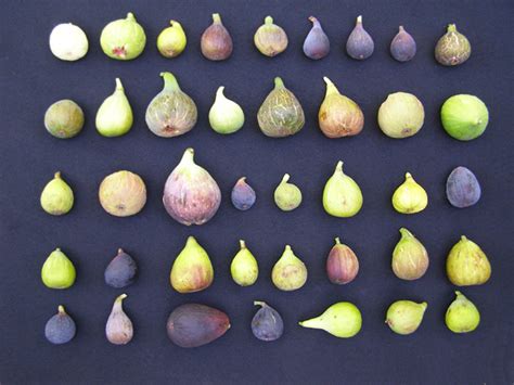 A Guide To The Different Types Of From Figs Adriatic To Brown Turkeys