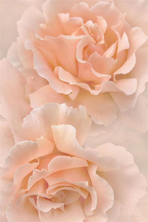 ʟᴀᴠᴇɴsᴀɪʀ⋆ Coral Peach Peach Orange Orange Roses Peach Roses Peach