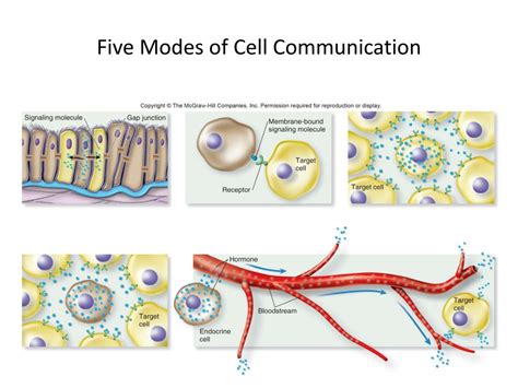 Ppt Cell Signaling Powerpoint Presentation Free Download Id2338960