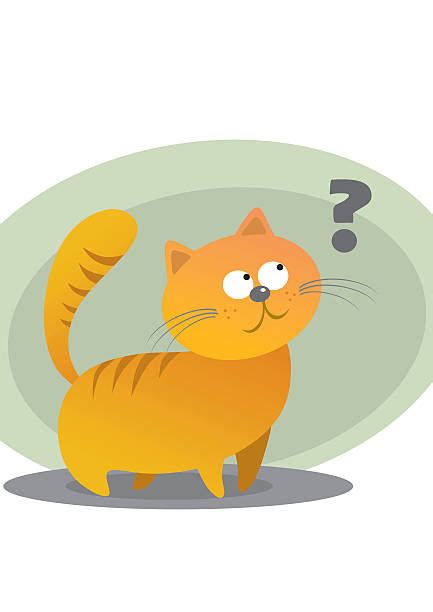 420 Question Mark Cat Stock Photos Pictures And Royalty Free Images