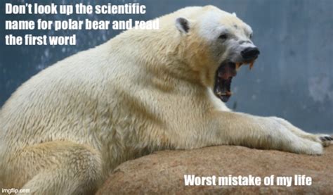 Polar Bear Memes And S Imgflip