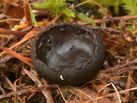Black Cup Fungus In The Oregon Woods Pseudoplectania Nigrella A