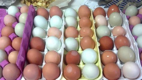 A chicken and egg situation/problem etc. 5 Chickens to Raise for Colored Eggs