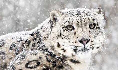 Amazing Facts About Snow Leopards Small Online Class For Ages 6 10