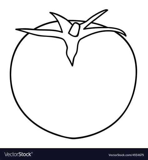 Sketch Line Drawing Tomato Royalty Free Vector Image