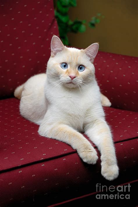While the pattern usually stays roughly the same, the coloration of. Flame Point Siamese Cat Photograph by Amy Cicconi