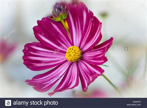 Dark Pink Cosmos Flower With Light Background Stock Photo Alamy