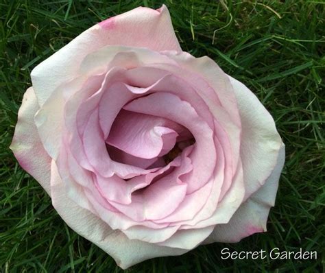 Secret Garden Rose Blush Pink Rose Rose Varieties Rose