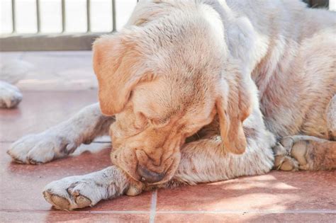 Yeast Infections In Dogs How To Spot And Treat It Lovetoknow Pets
