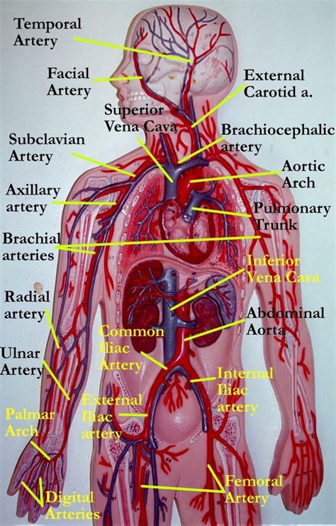 Artery And Vein Anatomy Model Template