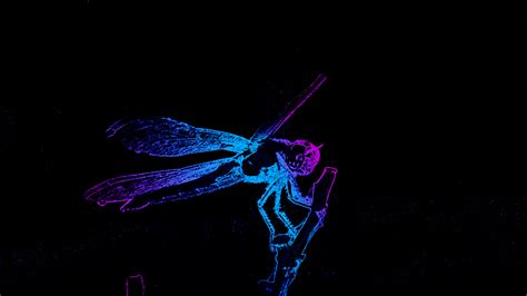 Wallpaperby Artist Unknown Dragonfly Wallpaper