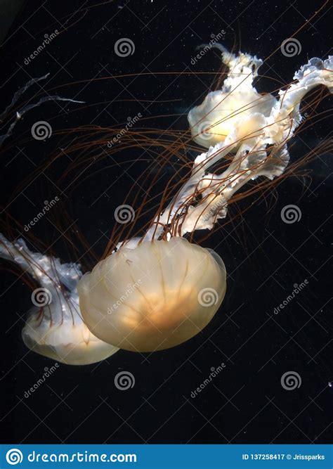 Jellies Stock Image Image Of Jellies Graceful Jellyfish 137258417