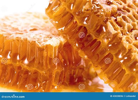 Wax Honeycombs With Honey Stock Photo Image Of Nature 43028836
