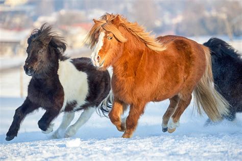 Shetland Ponies: 10 Facts & Reasons to Fall in Love - Wide Open Pets