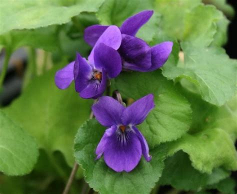 Fiore viola a grappolo / tra orto e giardino: Fiore viola - Piante Annuali - La viola