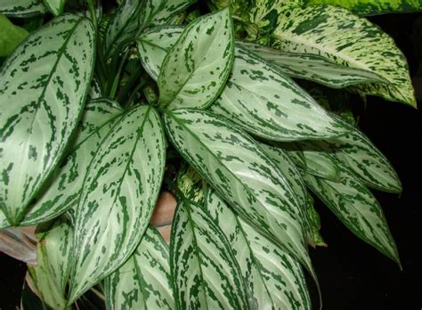 Aglaonema commutatum Growing Guide | Grow Chinese Evergreen