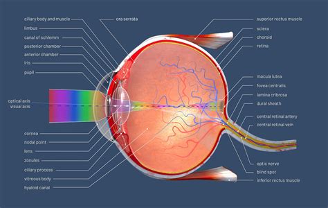 3d Illustration Of A Cross Section Of The Human Eye With Explanations