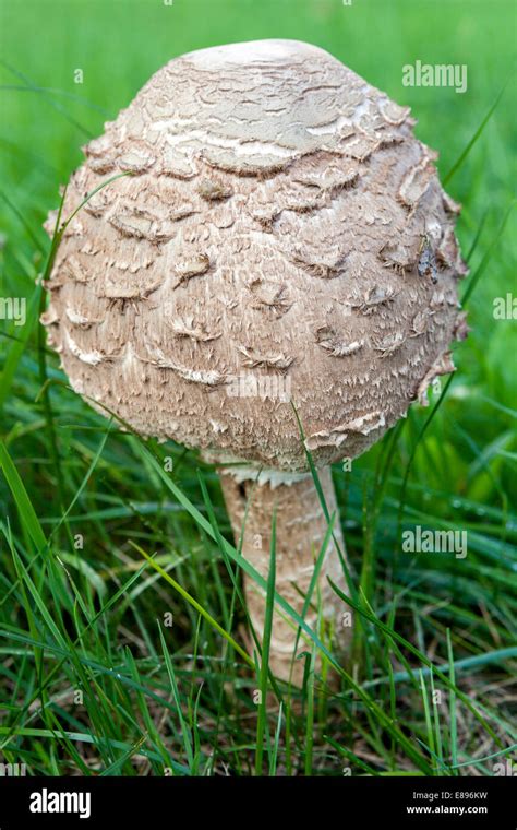 Macrolepiota Procera Parasol Mushroom Excellent Edible Mushrooms In