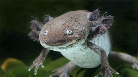 Ambystoma Mexicanum Metamorphosis