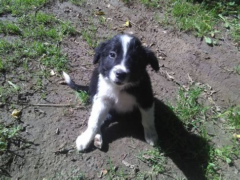 Our border collies are bred for their tempermant and agility, making the perfect additions for families and farms. Border Collie Puppies For Sale | Hesperia, MI #241213