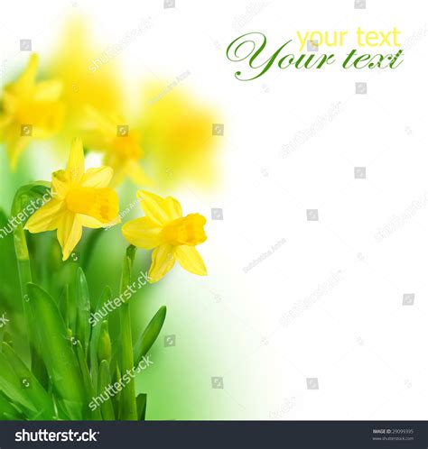 Beautiful Daffodils Border Stock Photo 29099395 Shutterstock