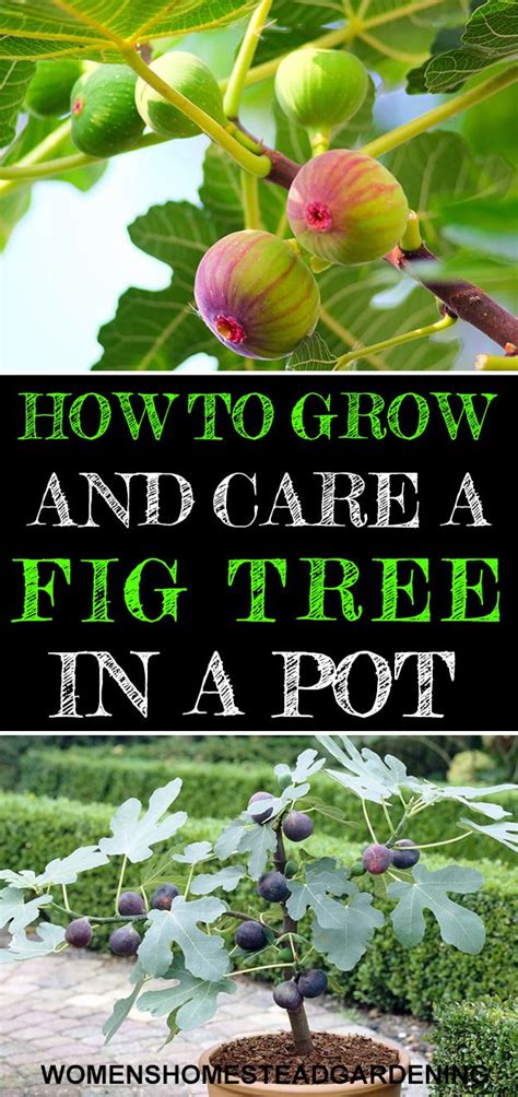 How To Grow And Care A Fig Tree In A Pot Or The Ground Growing Fig