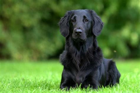 All You Need To Know About The Black Golden Retriever Petvblog