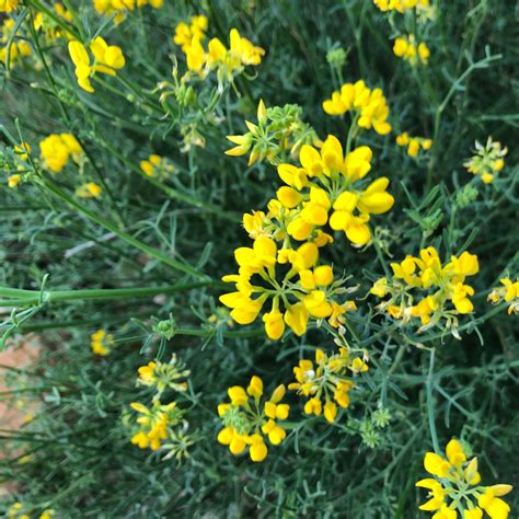 Photo Coronilla Juncea