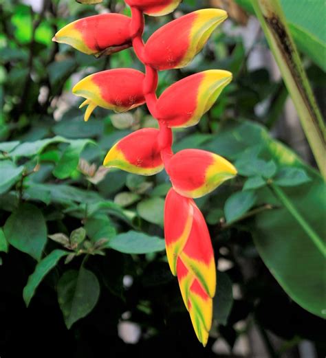 Découvrir 48 Kuva Flores Para Clima Tropical Vn