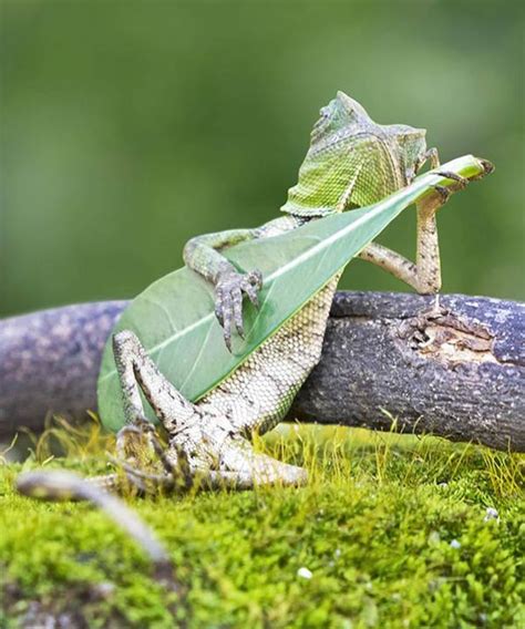 dragon lizard caught playing leaf guitar