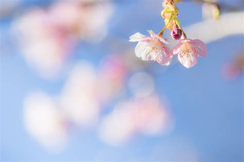 Wallpaper Sunlight Flowers Nature Sky Branch Blue Cherry