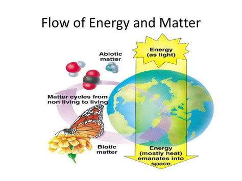 Ppt Flow Of Energy And Matter Powerpoint Presentation Free Download