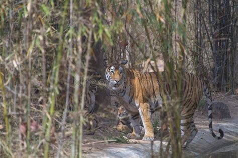 Bengal Tiger In Wild Stock Image Image Of Hunt Carnivore 152529367