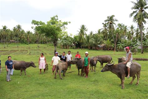 Cpg Native Carabao Conservation Current Status And Way Forward