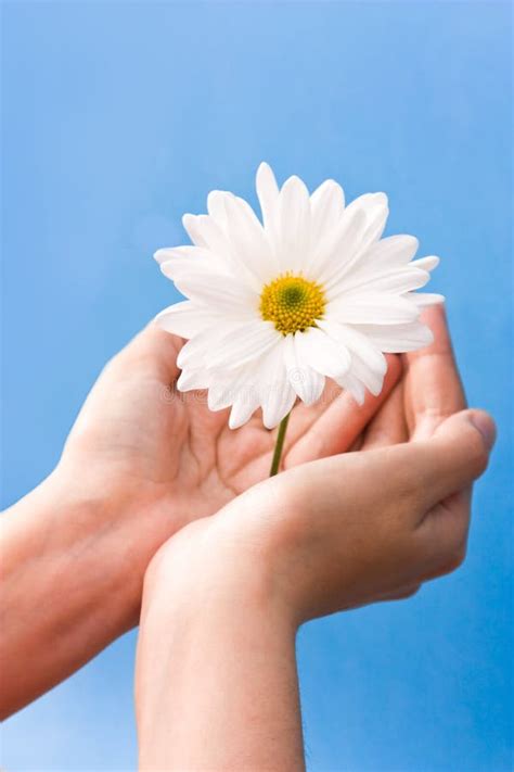 Hands Holding Flower Free Stock Photos Stockfreeimages