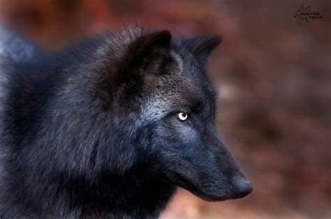 Black Wolf Profile Photo © Tami Hrycak Lakota Wolf