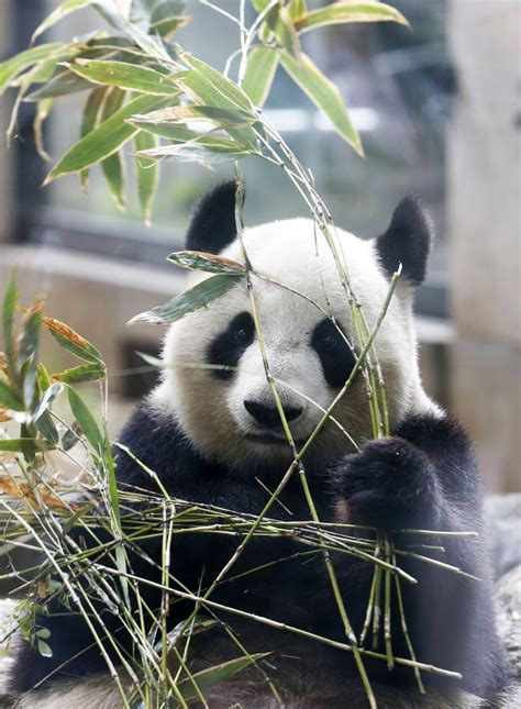 Est100 一些攝影some Photos Giant Panda 大熊貓