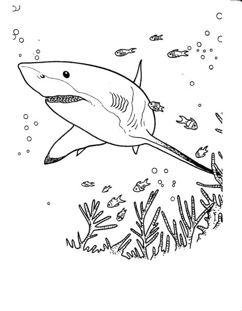 Coloriage Requin Cherche à Manger Dessin Gratuit à Imprimer