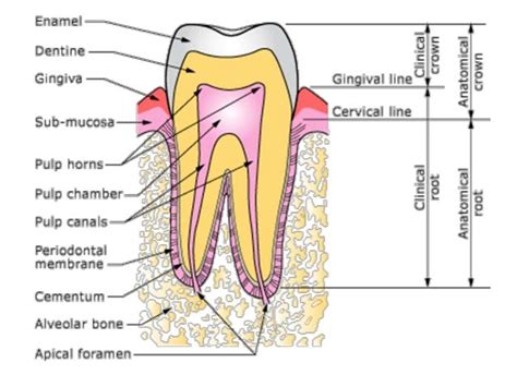 Anatomy And Morphology Of Teeth