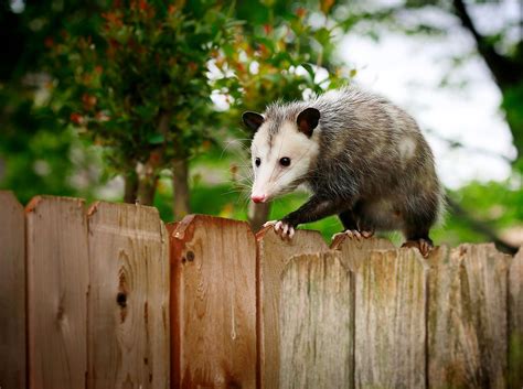 What To Do If You Find An Opossum Possum On Your Property Or Backyard