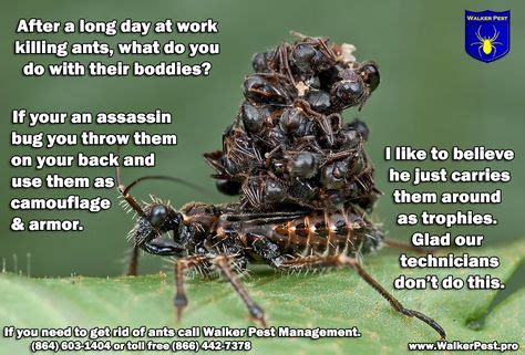 I will shop at the do it yourself pest control store on veterans pkwy for all my pest control needs. 9 Best Pest Control Humor images | Pest control, Termite control, Pest management