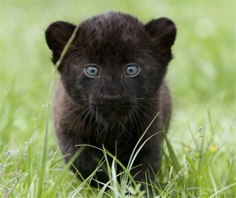 Black Panther Cub